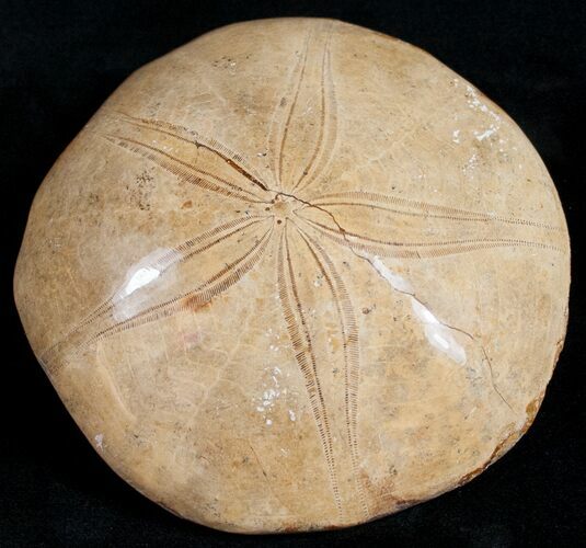 Large, Top Quality Polished Fossil Sand Dollar #11834